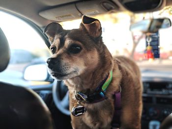 Dog looking away in car