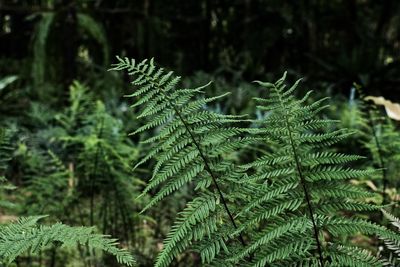 Close-up of pine tree