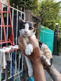 Portrait of hand holding cat outdoors