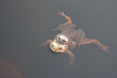 High angle view of turtle swimming in sea