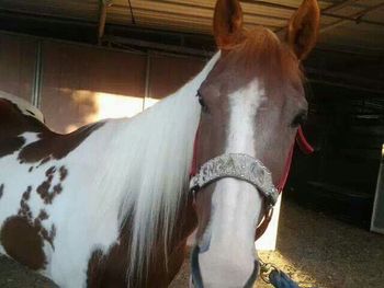 horse