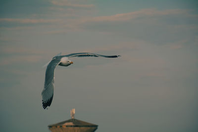 Bird flying in sky