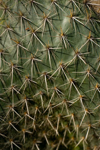 Green cactus plant with spines and spike.