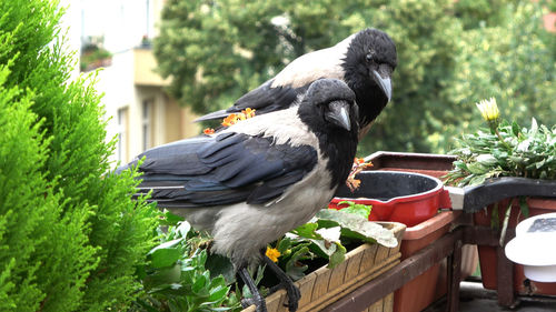 Bird perching on a plant