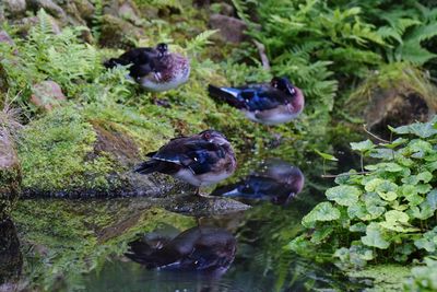 High angle view of birds in lake