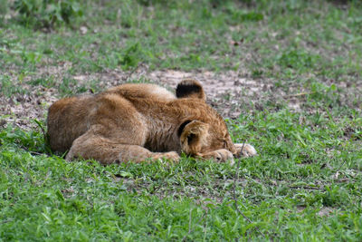 Lion cub napping in a green field.