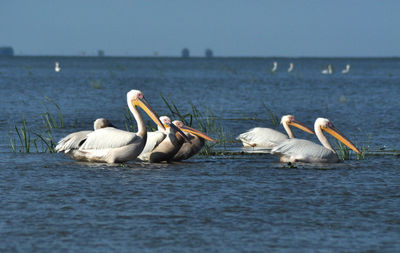 Great white pelicans in the danube delta, romania