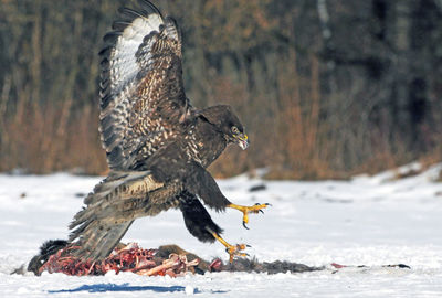 Dead bird on snow covered land