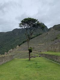 Tree on field against sky