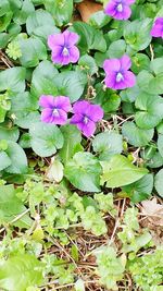 Close up of purple flowers blooming in park