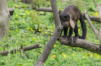 High angle view of monkey standing on branch