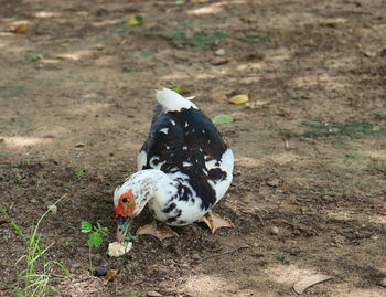 The little muscovy duck, was bowing down, to eat the corn, that was laid on the ground