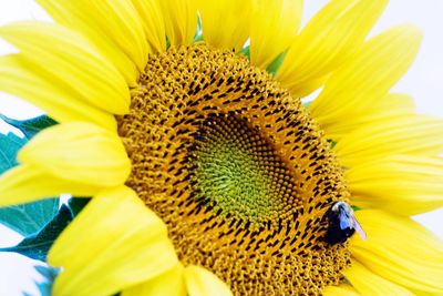 Close-up of insect on sunflower