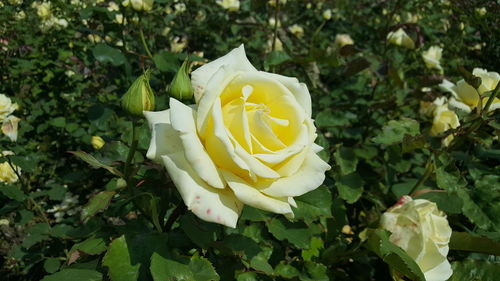 Close-up of yellow rose blooming outdoors