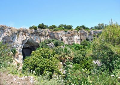 Plants and rocks against clear sky