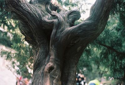 Close-up of tree trunk