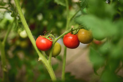 Close-up of cherries growing on tree