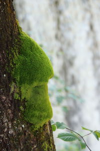 Close-up of moss on tree trunk