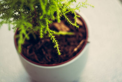 Close-up of potted plant