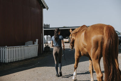 Rear view of woman leading horse on paddock