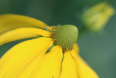 Close-up of yellow day lily