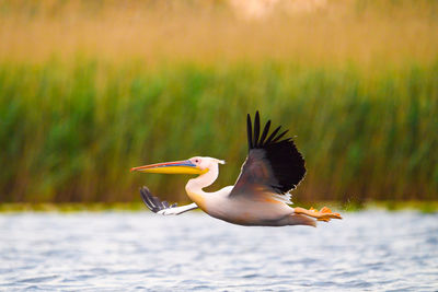 Close-up of bird flying over lake
