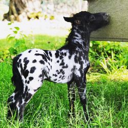 Black dog looking away on field