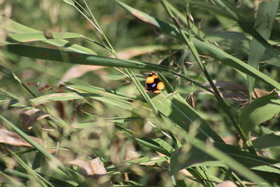 Ladybug on plant