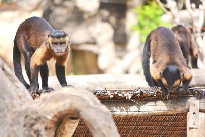 Two brown monkeys in a sunny day