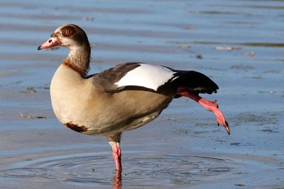 Close-up of duck on the lake