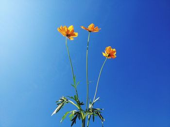 Close-up of yellow flowering plant against blue sky