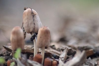 Close-up of mushrooms on field