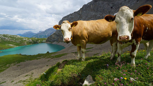View of cows standing on land