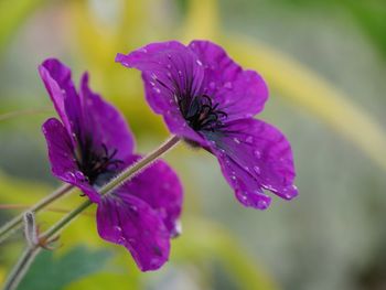 Close-up of wet deep purple flowering plant. geranium dragon heart