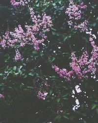 Close-up of pink flowers