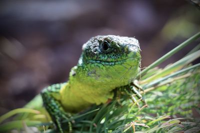 Westliche smaragdeidechse  lacerta bilineata beim morgendlichen sonnenbad im moselhang