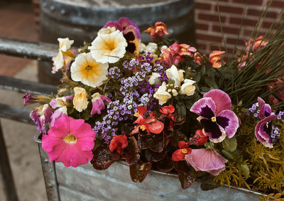 Close-up of pink flowers in pot