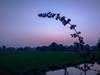 Silhouette trees on field against sky during sunset