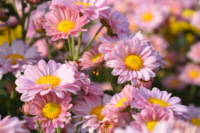 Close-up of pink flowering plants