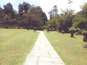 Walkway amidst trees in park