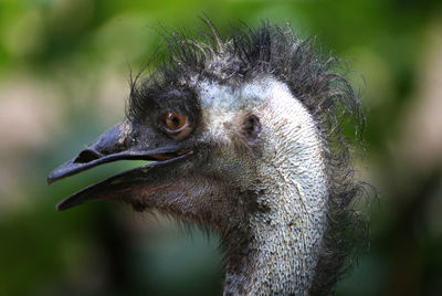 Close-up of a bird looking away