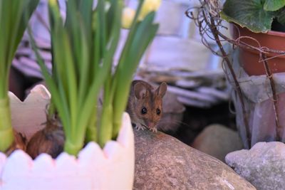 Close up of mouse in garden