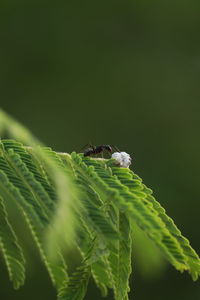 Close-up of insect on leaf