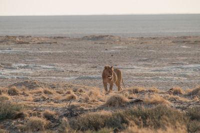 View of a horse in the sea