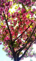 Low angle view of pink flowers