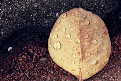 High angle view of raindrops on pebbles