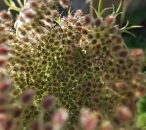 Close-up of cactus plant