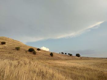 Scenic view of field against sky