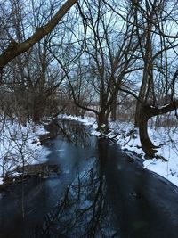 Bare trees in water