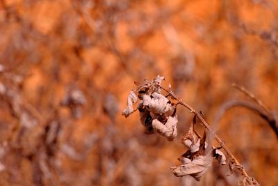 Close-up of dry autumn leaves on land